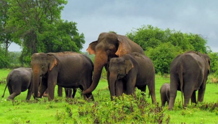 You Can Explore The Wilderness Of The Elephants In Sri Lanka